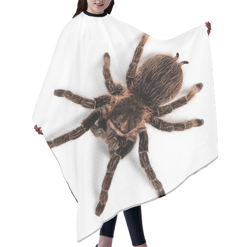 Personality  Top View Of Female Adult Curly Hair Tarantula Aka Tliltocatl Albopilosus, Standing On White Background. Hair Cutting Cape