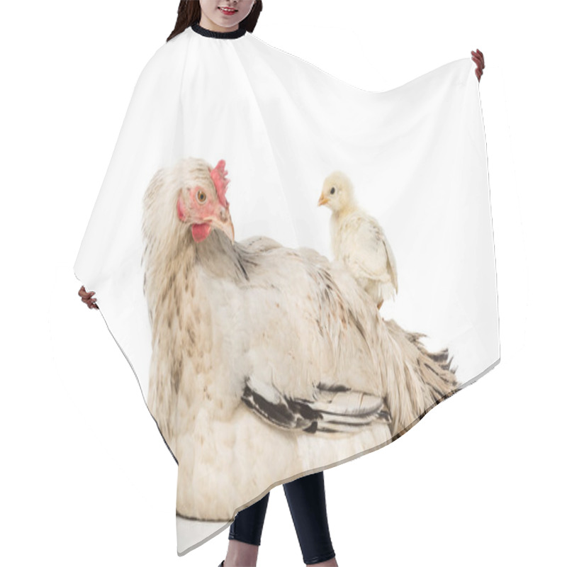 Personality  Adorable Little Chicken Standing On Hen Isolated On White  Hair Cutting Cape