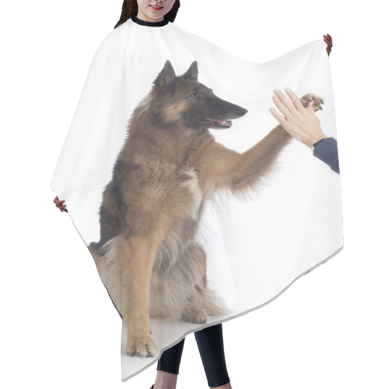 Personality  Dog, Belgian Shepherd Tervuren, Paw In Human Hand, Isolated Hair Cutting Cape