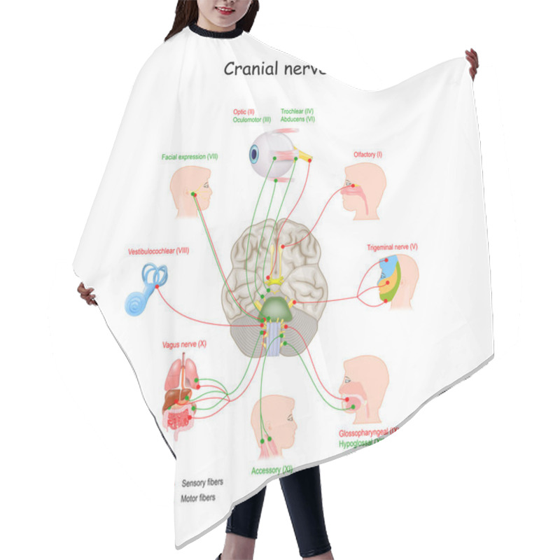 Personality  Cranial Nerves In Humans Brain. Vector Illustration Hair Cutting Cape