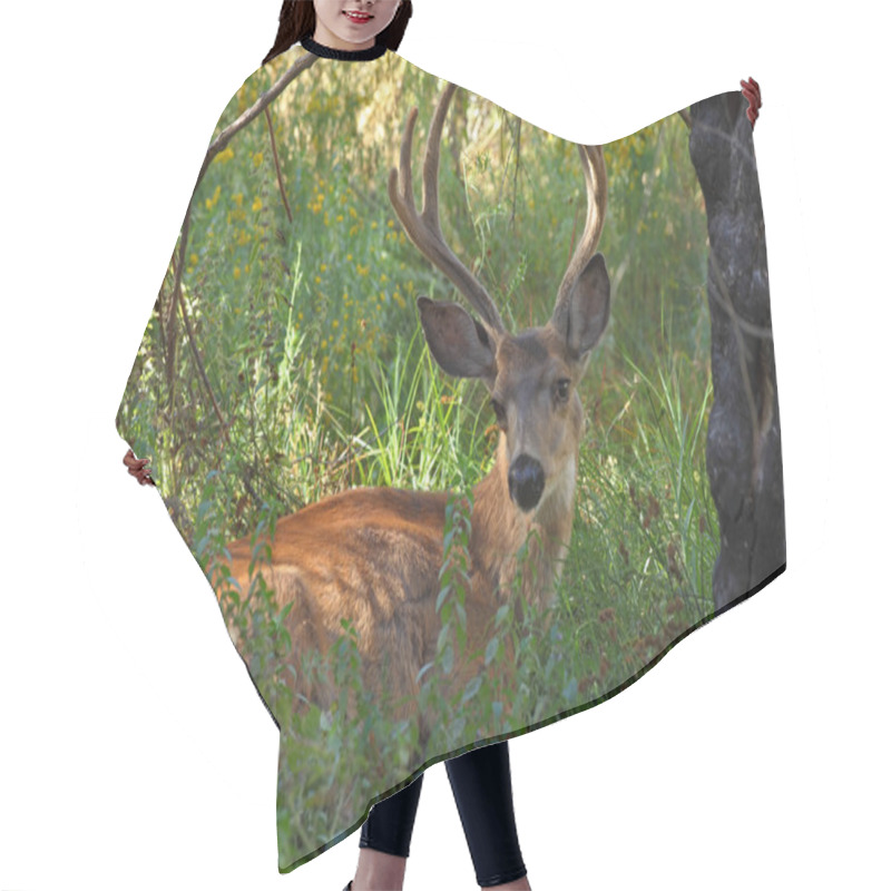 Personality  Deer In Park Hair Cutting Cape