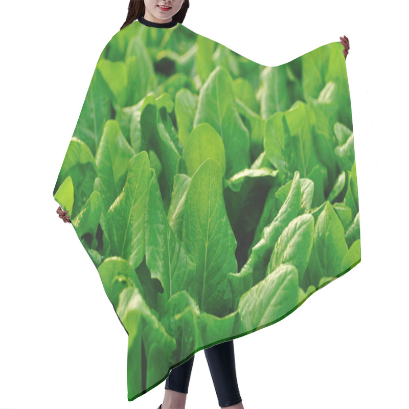 Personality  Green Spinach In Growth Hair Cutting Cape