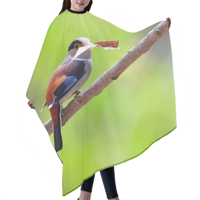 Personality  Silver-breasted Broadbill Bird Hair Cutting Cape