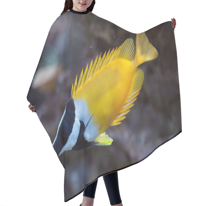 Personality  Foxface Rabbitfish (Siganus Vulpinus). Hair Cutting Cape