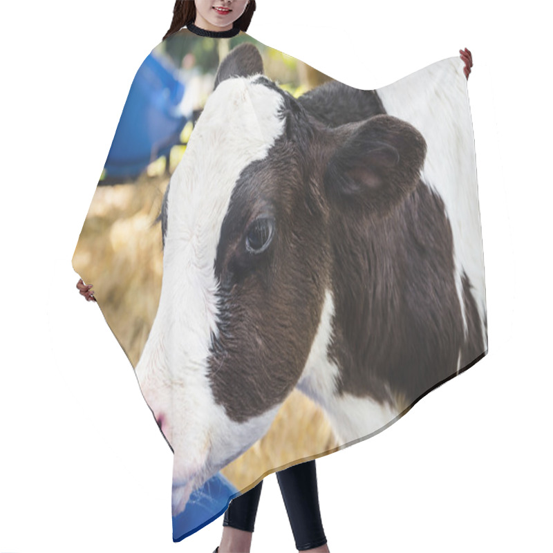 Personality  Baby Cow Drinking Water Hair Cutting Cape