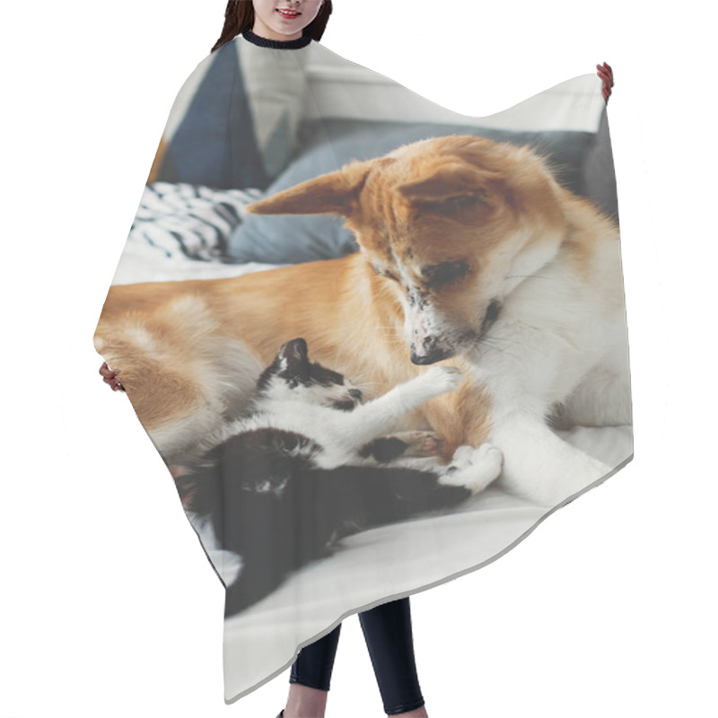 Personality  Cute Little Kitty Sitting On Big Golden Dog On Bed With Pillows In Stylish Room. Adorable Puppy Looking At Black And White Kitten With Funny Emotions Playing Together On Blanket. Best Friends Hair Cutting Cape