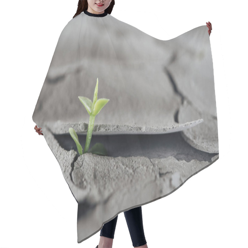 Personality  Selective Focus Of Young Green Plant On Cracked Ground Surface, Global Warming Concept Hair Cutting Cape