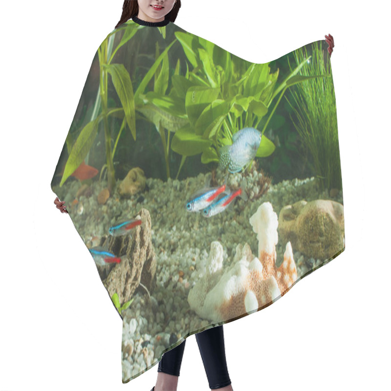 Personality  Aquarium With Fishes, Natural Plants And Rocks. Tropical Fishes. Aquarium With Green Plants Hair Cutting Cape