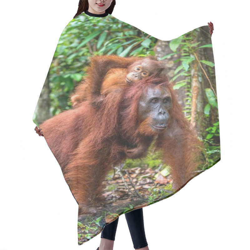 Personality  Cub Of Orangutan On Mother`s Back. Green Rainforest. Natural Habitat. Bornean Orangutan (Pongo Pygmaeus Wurmbii) In The Wild Nature. Tropical Rainforest Of Borneo Island. Indonesia Hair Cutting Cape