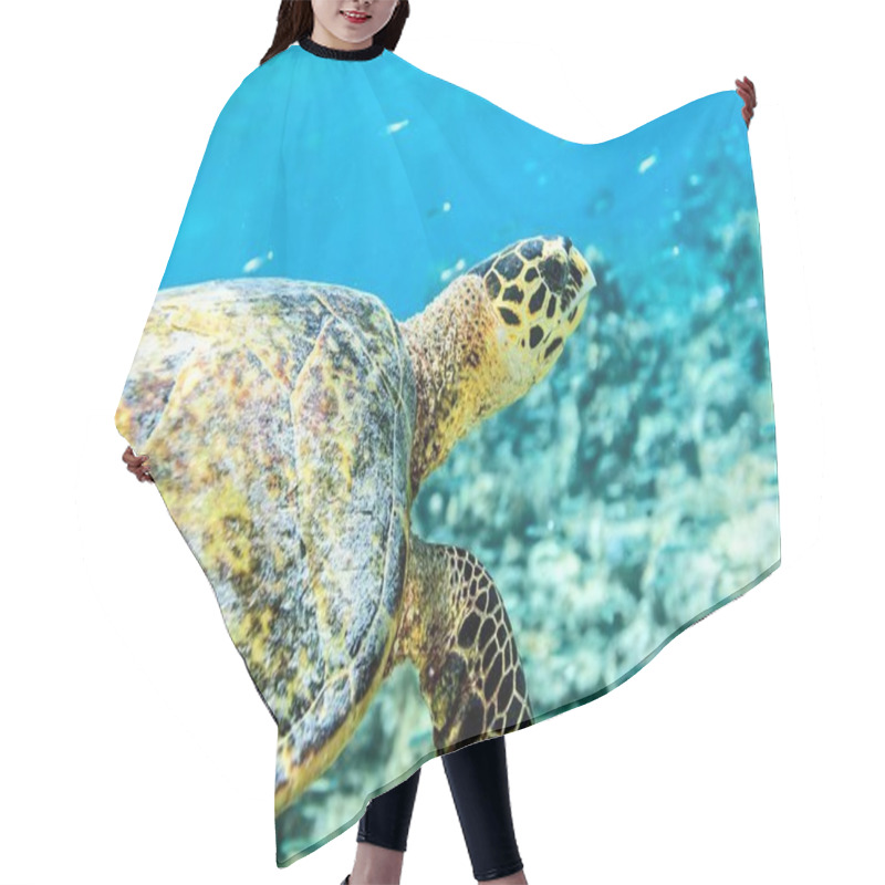 Personality  Sea Turtle Hair Cutting Cape