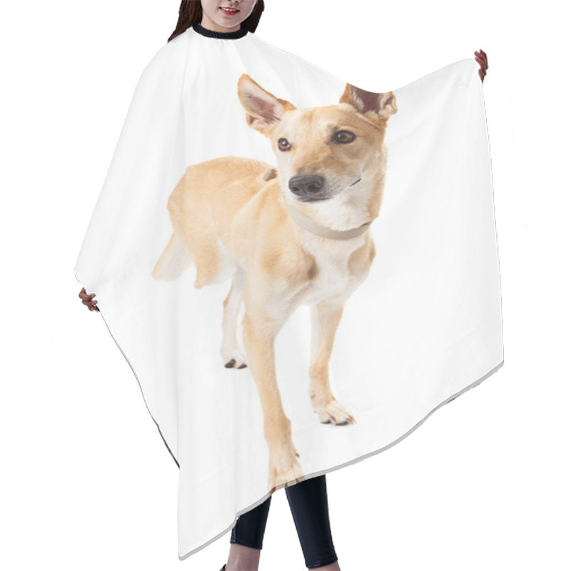 Personality  Mixed Breed Dog Missing Leg Hair Cutting Cape