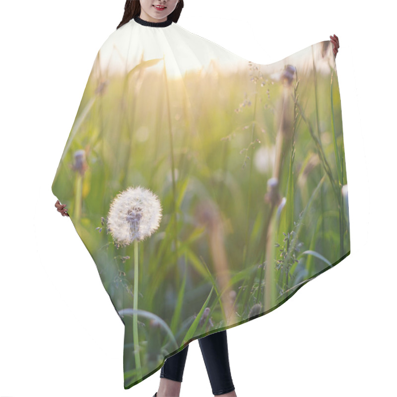 Personality  Dandelions In Meadow At Sunset. Hair Cutting Cape