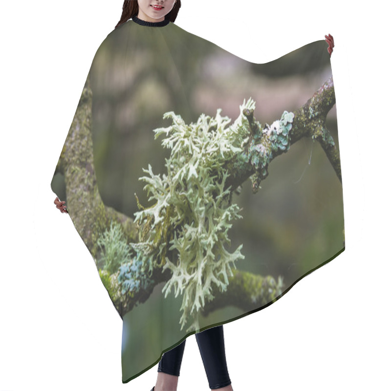 Personality  Evernia Prunastri, Oakmoss, Lichen On Branch. Hair Cutting Cape