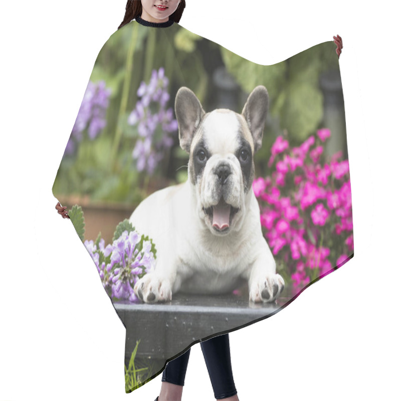 Personality  French Bulldog Puppy Hair Cutting Cape