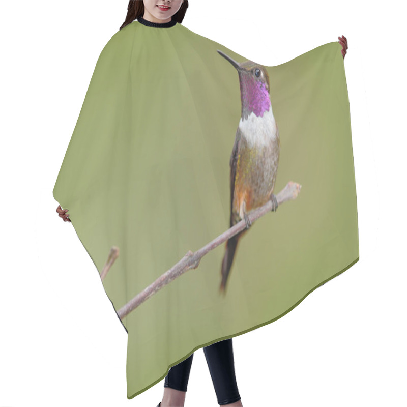 Personality  Beautiful Hummingbird In Nature Hair Cutting Cape