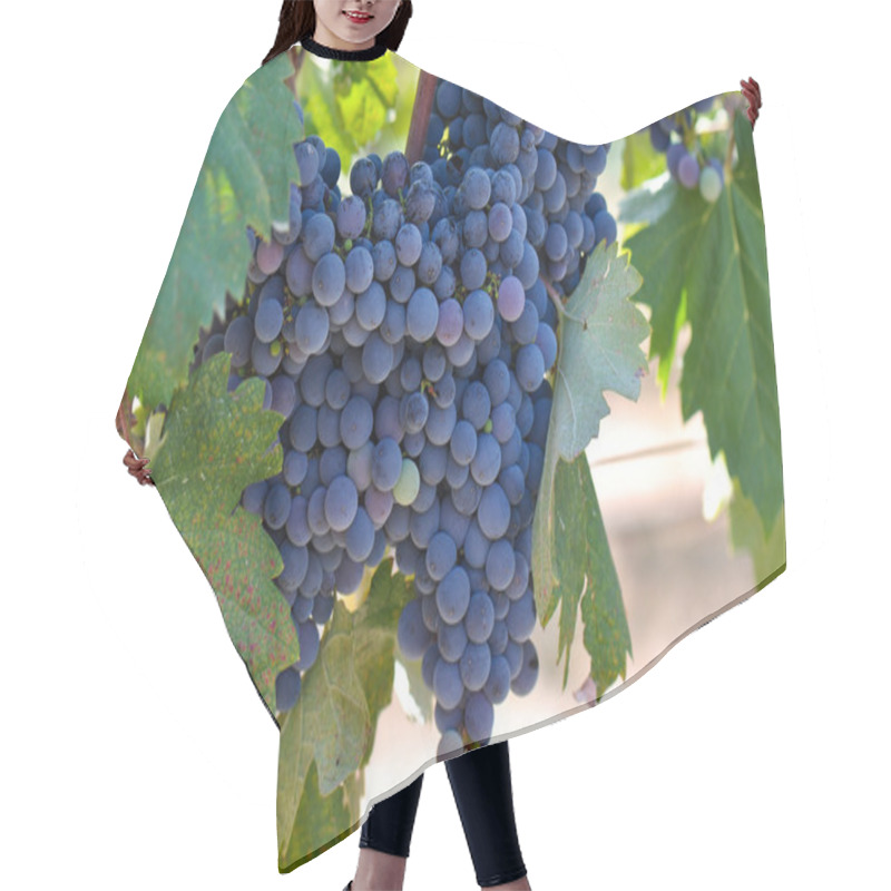 Personality  Red Grapes On The Vine Hair Cutting Cape