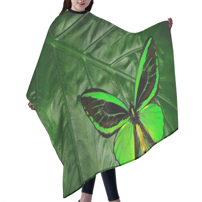 Personality  Green Butterfly On The Leaf Hair Cutting Cape