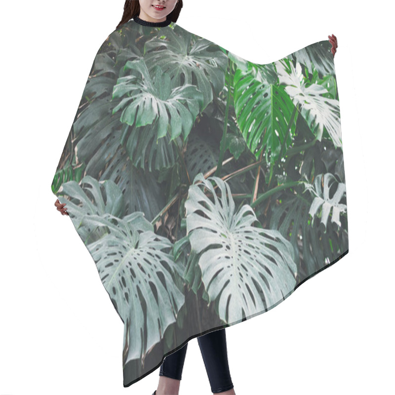 Personality  Photo Of Monstera Obliqua In The Botanical Garden Hair Cutting Cape