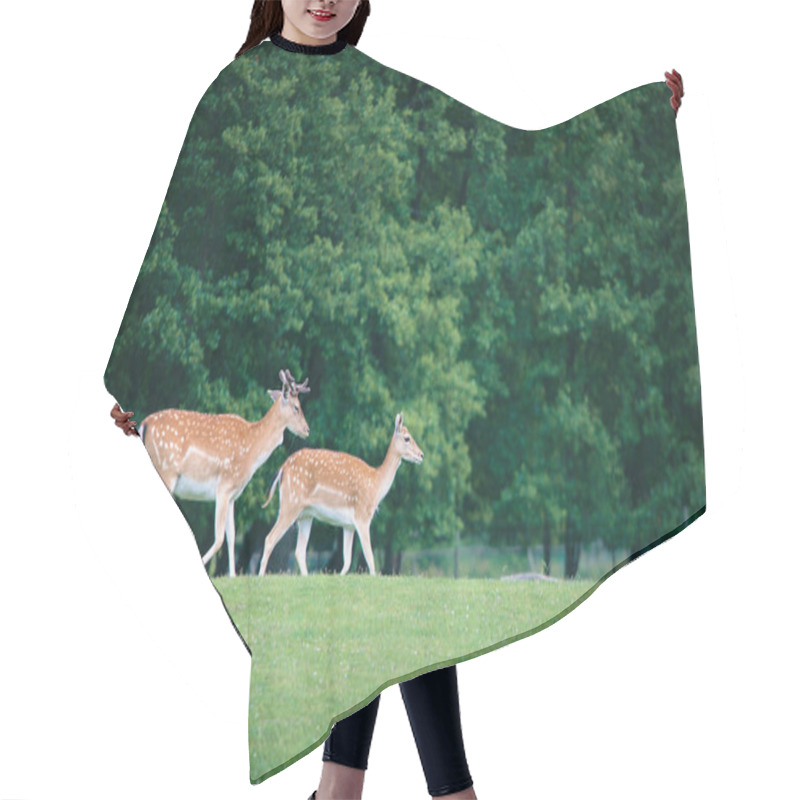 Personality  Two Roe Deers On A Meadow Hair Cutting Cape