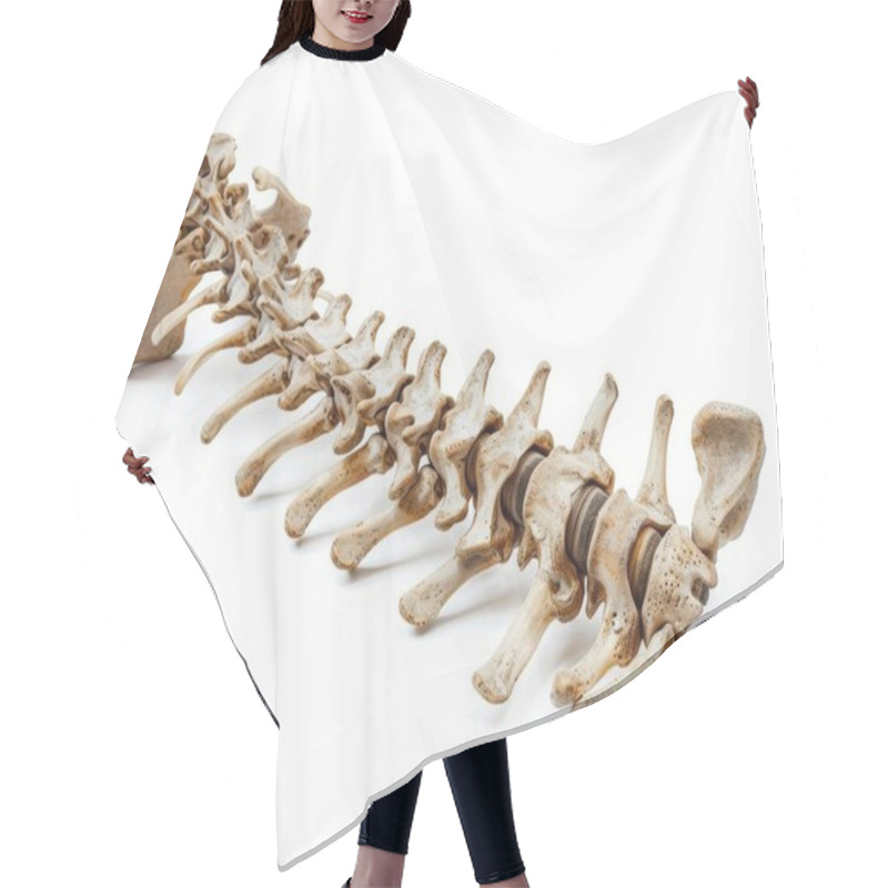 Personality  Realistic Human Spine Model Showcasing The Vertebrae Structure And Alignment. Hair Cutting Cape