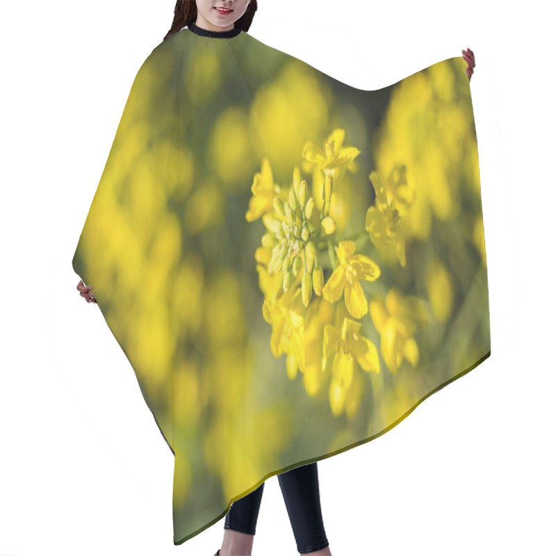 Personality  Close-up Of Vibrant Yellow Canola Flowers In Full Bloom, With A Blurred Background Of An Expansive Canola Field Under A Soft Blue Sky. Hair Cutting Cape