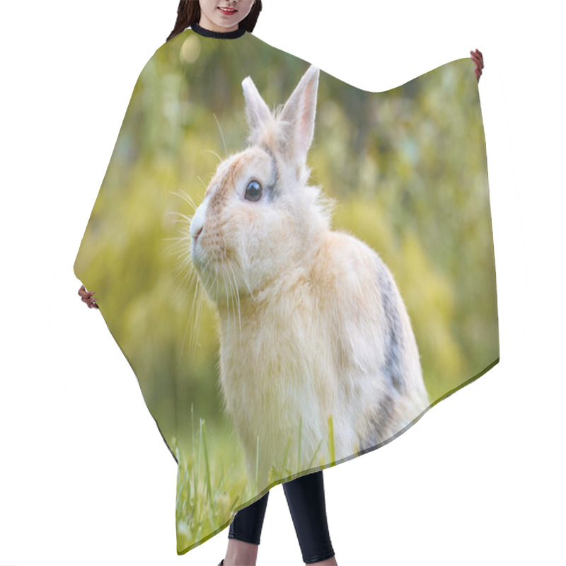 Personality  White Brown Baby Bunny Standing In The Grass And Looking At The Camera, With Nature Blurred In The Background. Easter Animal New Born Bunny Concept. Young Brown Rabbit In Green Field In Spring. Hair Cutting Cape