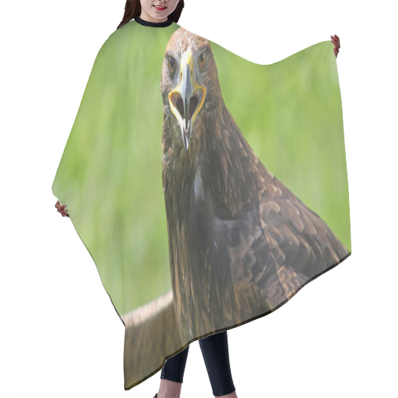 Personality  Eagle With Open Beak That Looks The Camera Hair Cutting Cape