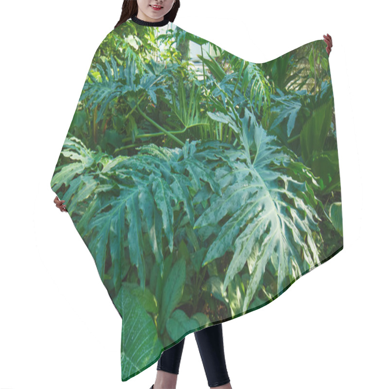 Personality  Various Tropical Plants. Hair Cutting Cape