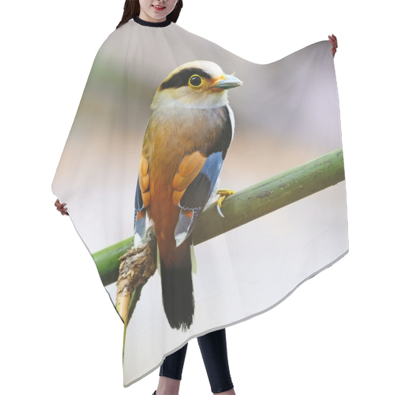 Personality  Male Silver-breasted Broadbill Hair Cutting Cape