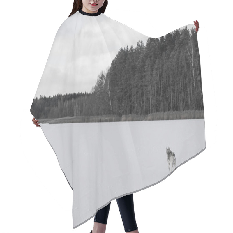 Personality  Dog Hair Cutting Cape