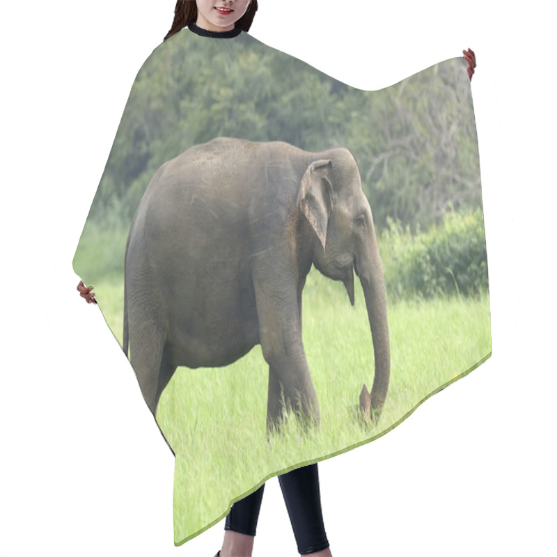 Personality  Elephants Hair Cutting Cape