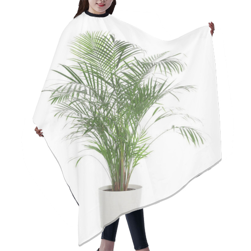 Personality  Pot With Ravenea Rivularis Plant Isolated On White. Home Decor Hair Cutting Cape