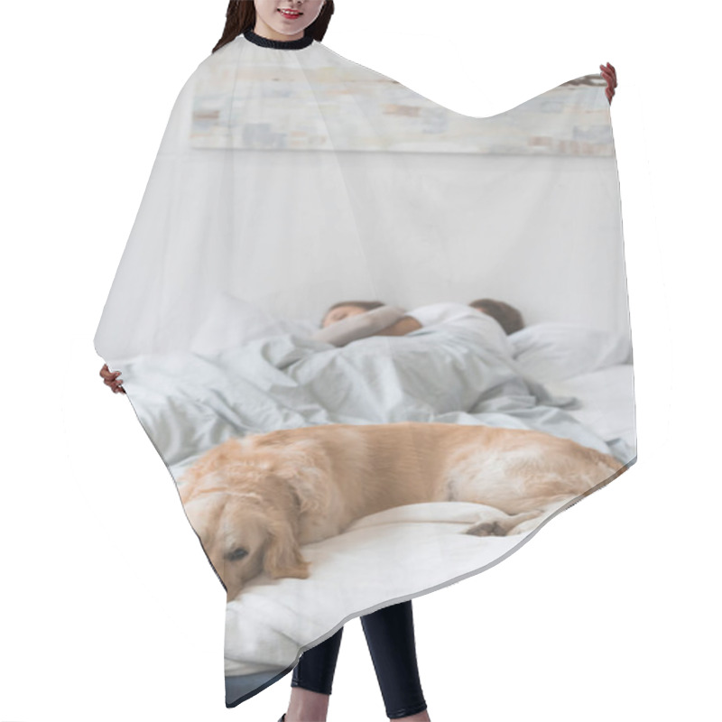 Personality  Dog Lying On Bed With Couple Hair Cutting Cape