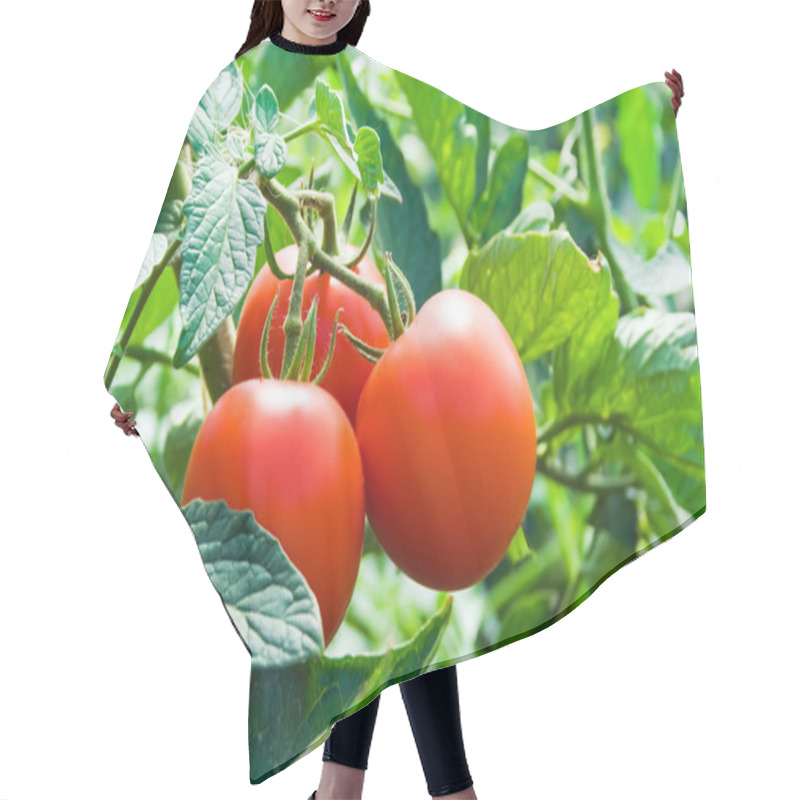 Personality  Fresh Red Tomatoes And Green Leaves Hair Cutting Cape