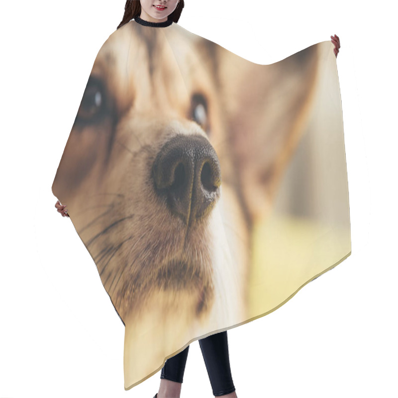 Personality  Close Up Of Nose Of Cute Welsh Corgi Dog  Hair Cutting Cape