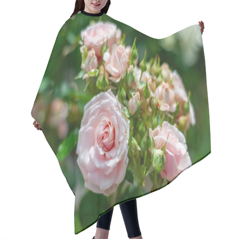 Personality  A Cluster Of Pale Pink Roses Bonica 82 In Full Bloom, Surrounded By Green Buds And Foliage. Hair Cutting Cape