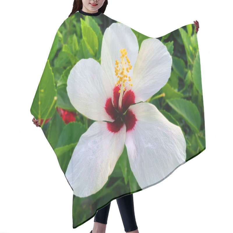 Personality  The White Hibiscus Flowers Are Blooming Beautifully. Hair Cutting Cape