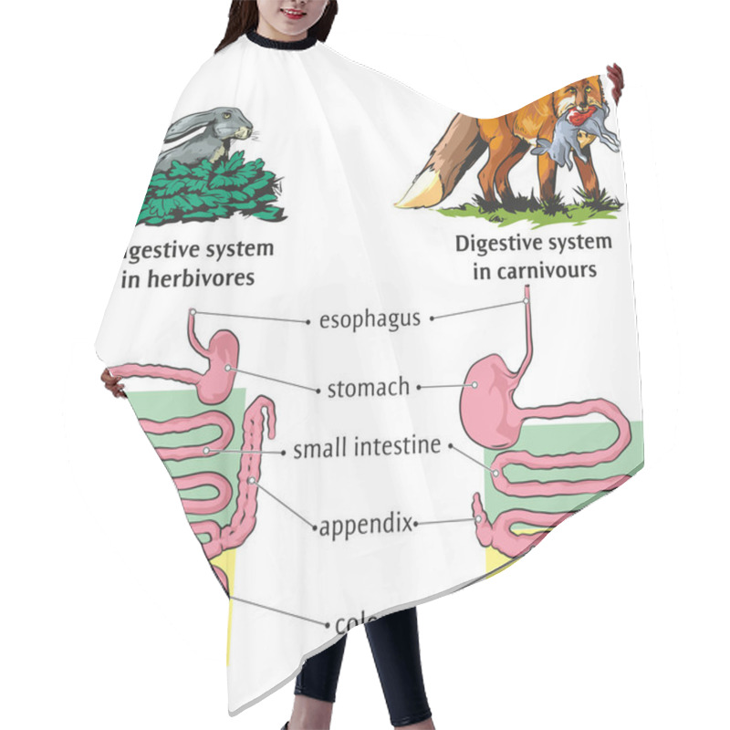 Personality  Vector Illustration Of Differences Of Digestive System Between Herbivores And Carnivores. Hair Cutting Cape