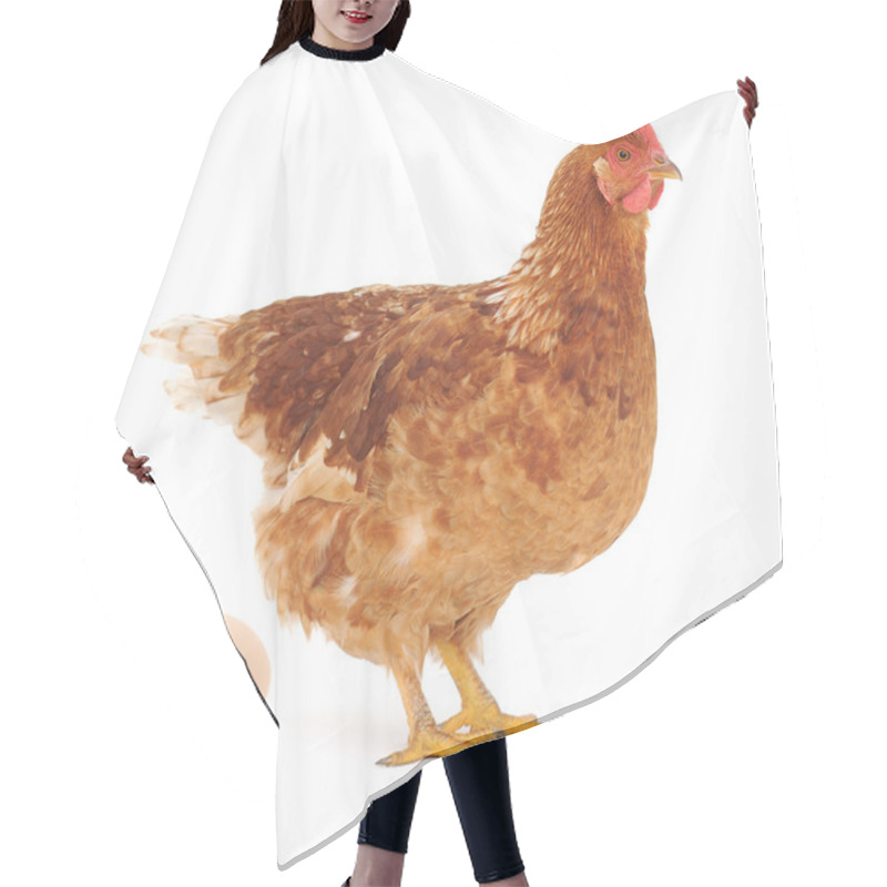 Personality  Hen And Egg Hair Cutting Cape