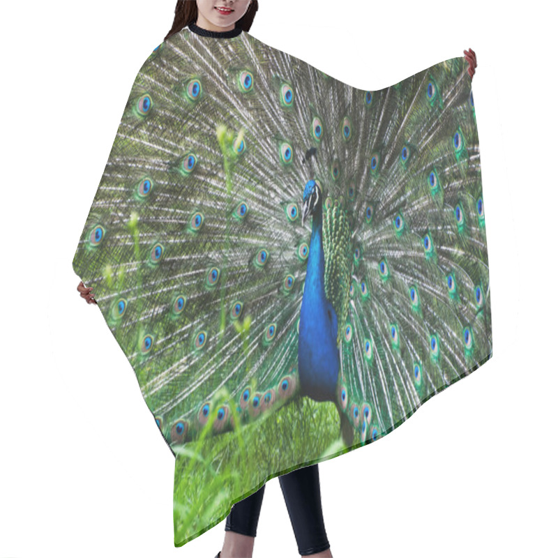 Personality  Peacock (Pavo Cristatus) Hair Cutting Cape