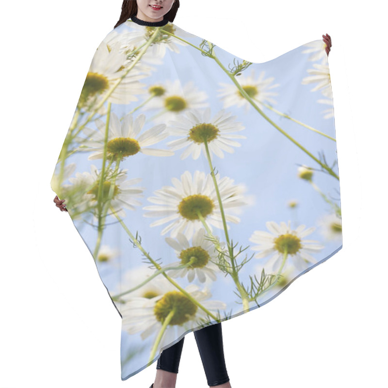 Personality  Blooming Daisy Against A Blue Sky. White Yellow Blooming Meadow Flower. Hair Cutting Cape