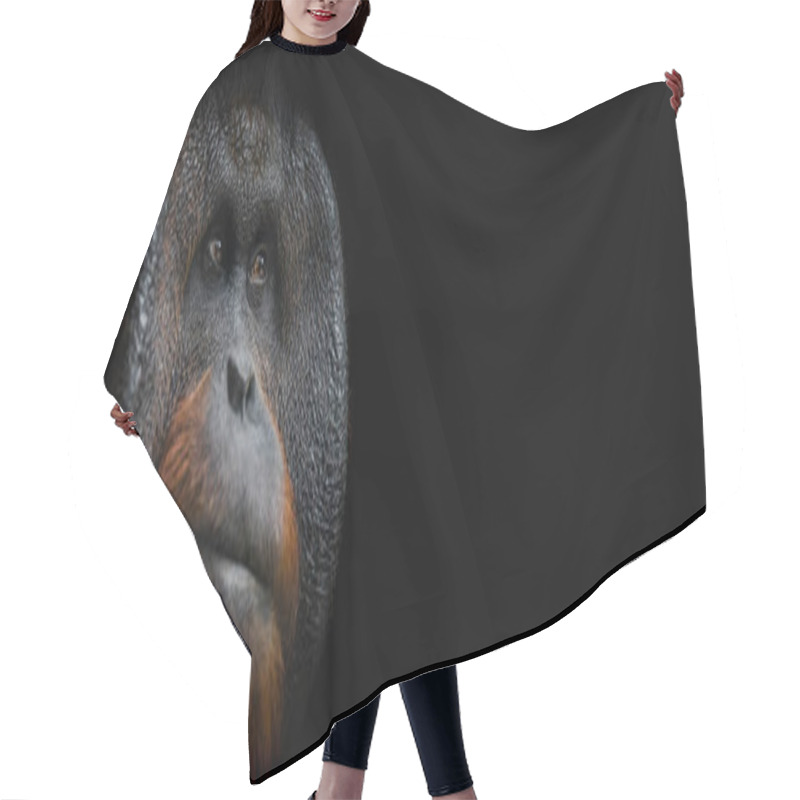 Personality  Template Of Portrait Of Orang Utan With A Black Background Hair Cutting Cape