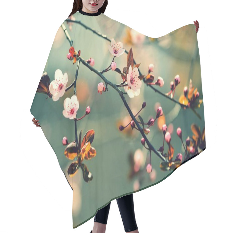 Personality  Beautiful Flowering Japanese Cherry - Sakura. Background With Flowers On A Spring Day. Hair Cutting Cape