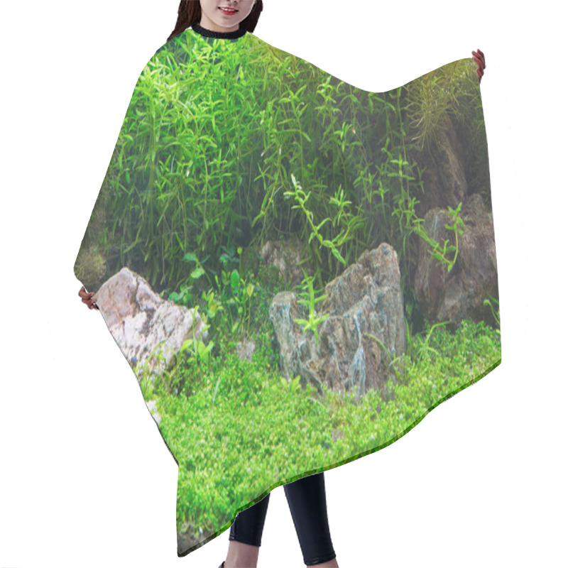 Personality  A Tropical Freshwater Aquarium That Is Planted In Beautiful Green. Hair Cutting Cape