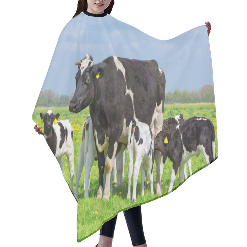 Personality  Black And White Mother Cow With Group Of Calves In Green Dutch Meadow Hair Cutting Cape