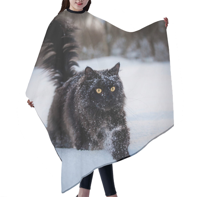 Personality  Black Maine Coon Cat Portrait In Winter Field Hair Cutting Cape