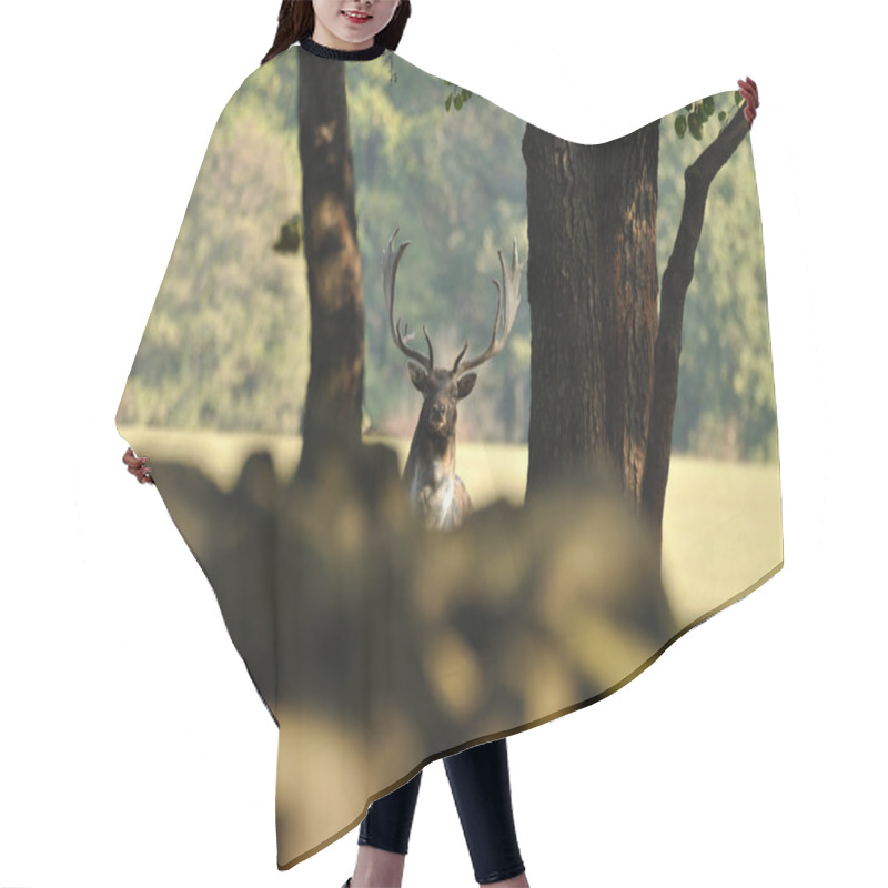 Personality  Fallow Deer With Forrest In Background Hair Cutting Cape