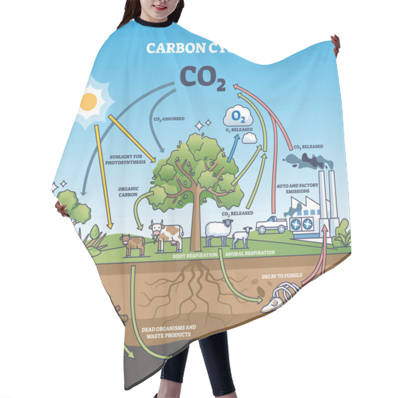 Personality  Carbon Dioxide Cycle With CO2 Emission Exchange In Nature Outline Diagram. Labeled Educational Scheme With Transportation, Factory Emissions, Agriculture And Photosynthesis Graph Vector Illustration. Hair Cutting Cape