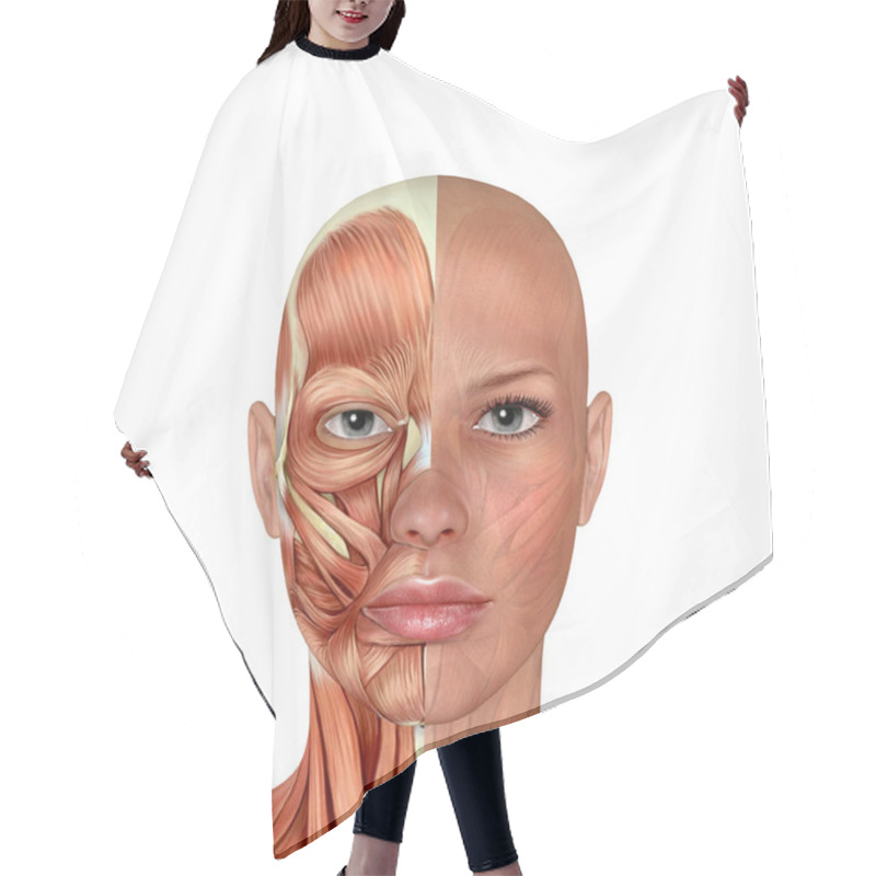 Personality  3d Female Face Muscles Anatomy  Hair Cutting Cape