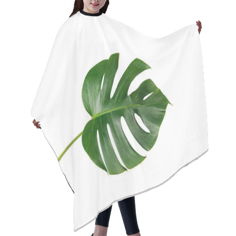 Personality  Monstera Leaf Isolated On White Background With Clipping Path. Palm Leaf, Real Tropical Jungle Foliage Swiss Cheese Plant. Flat Lay And Top View. Hair Cutting Cape